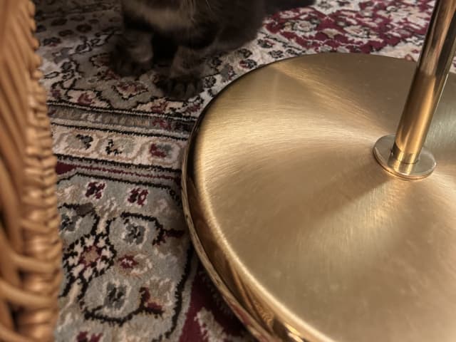 kitten: Hona 1