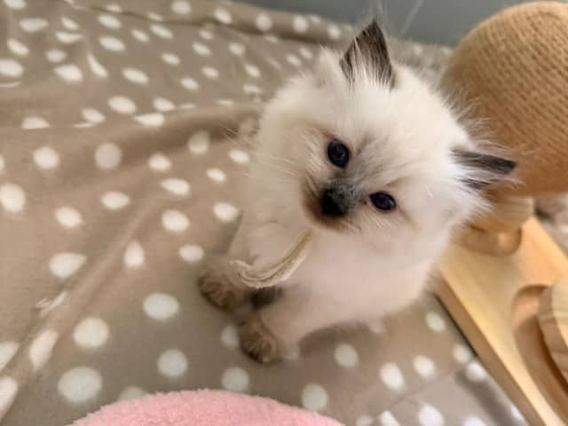 kattunge: Gul