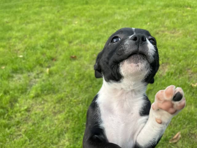 Puppy: Hane 2