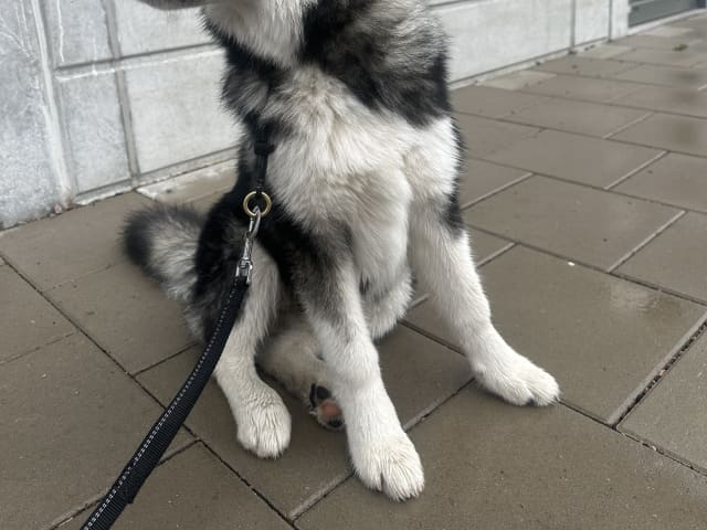 Father: Milo