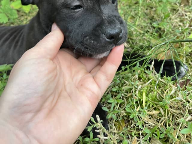 Puppy: Tik 1