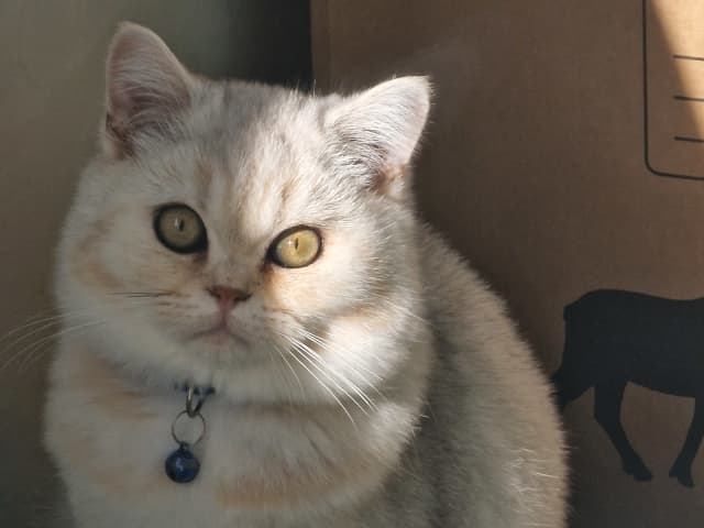 kitten: Leo