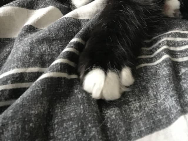 kattunge: Hane 1