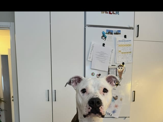 Dog: Tik 1