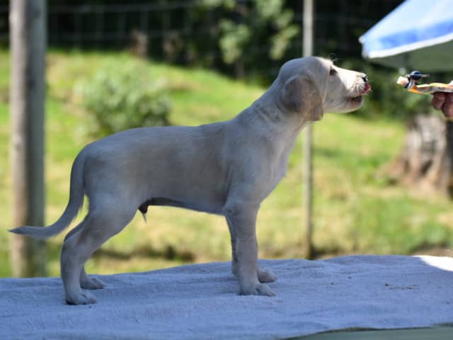 Puppy: OJMANAKO'S LEO