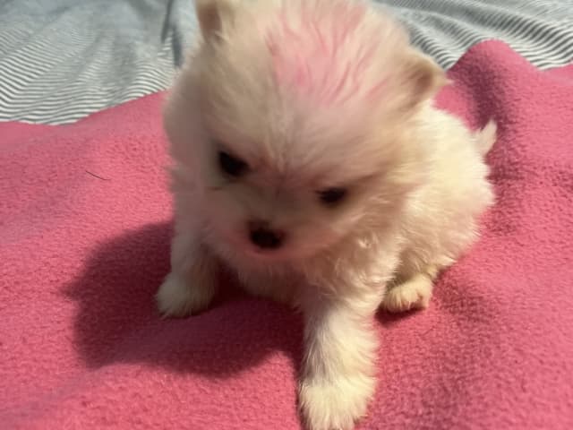 valp: Bibbi