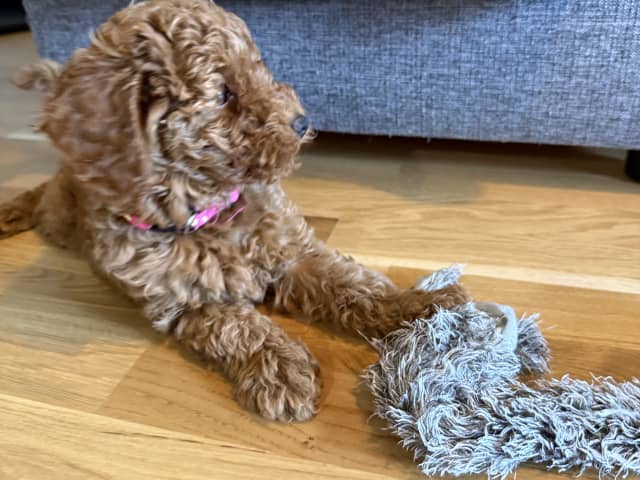 Puppy: Rossa