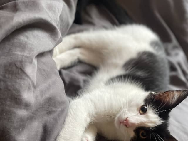 kattunge: Nocco