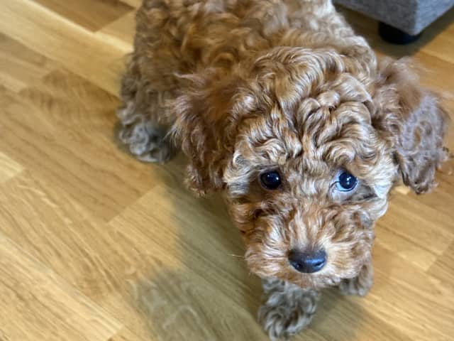 Puppy: flicka