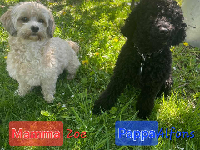 Father: Alfons