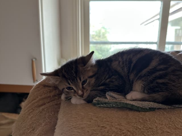 kattunge: Hona 2
