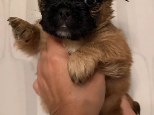 Puppy: Tik 1