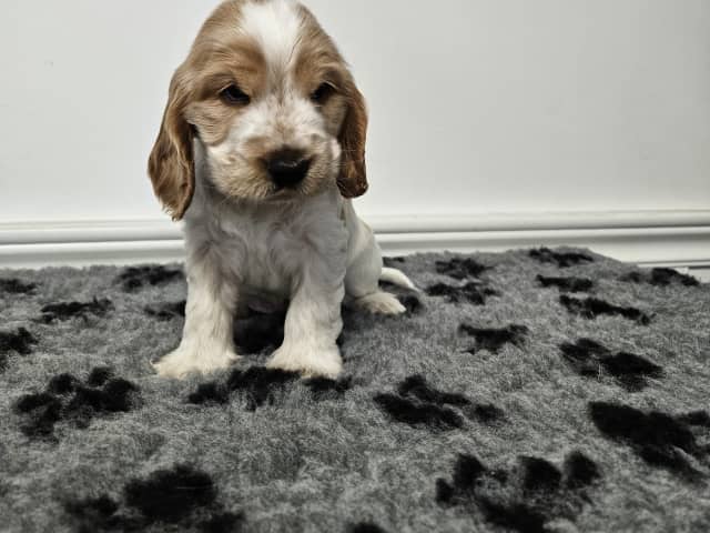 Puppy: Norris Dream Cocker Cactus