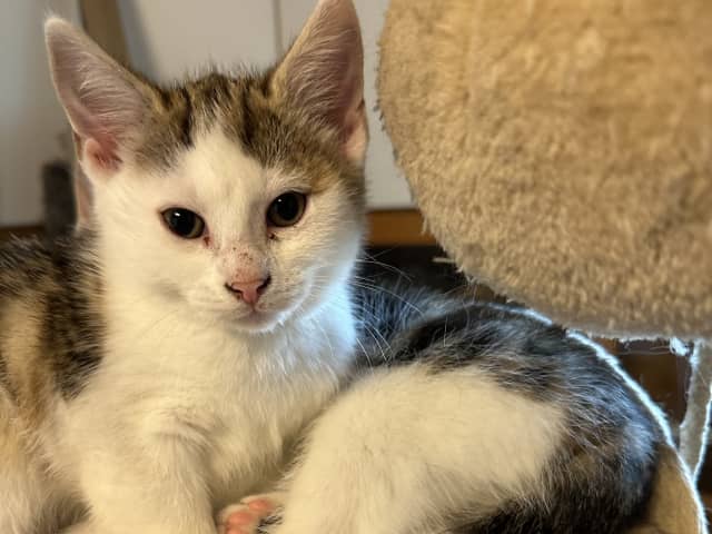 kattunge: Hona 1