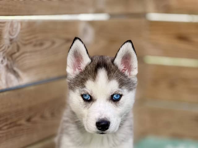 Puppy: Hane 3