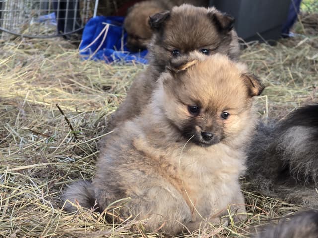 Puppy: Dålakungens Carin Ralfsdotter