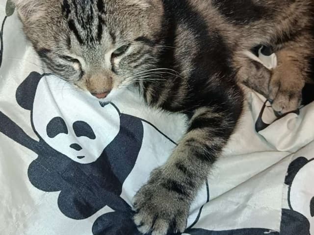 kitten: Blacky