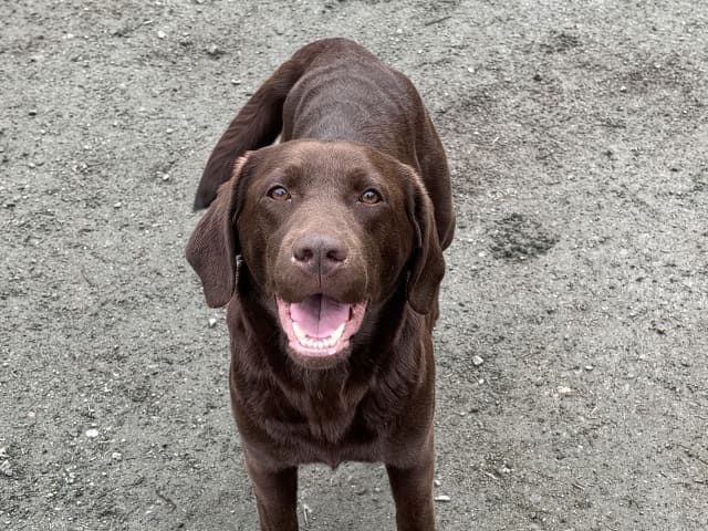 Mor: Mocca
