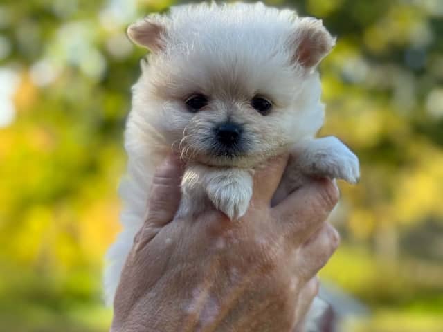 Puppy: Tik 2