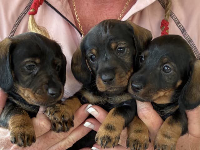 Puppy: Hane 1