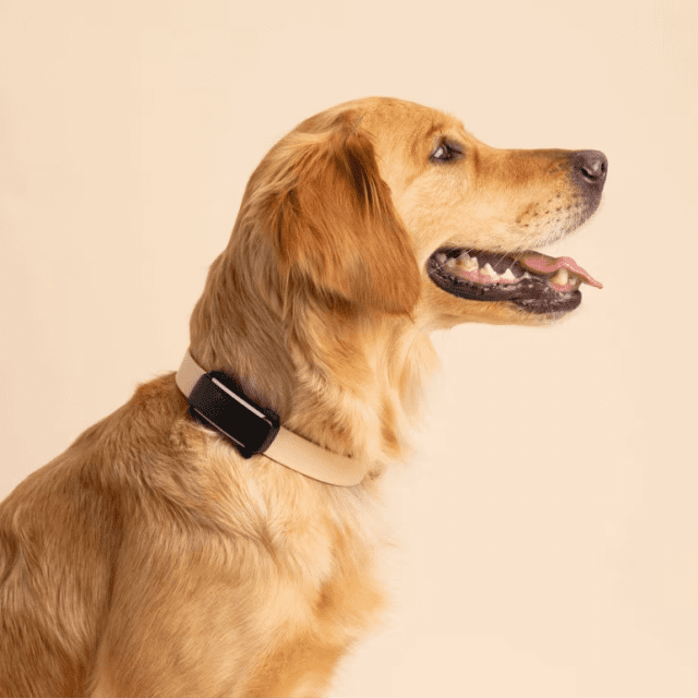 Tractive GPS for Dogs – Smart and Reliable Tracking