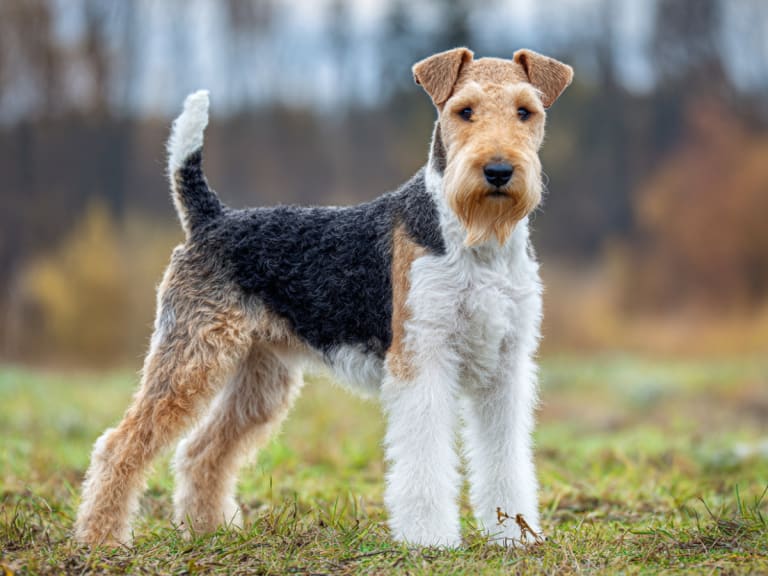 Fox terrier ruhåret
