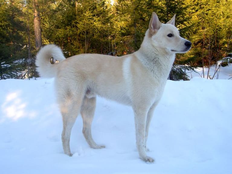 Kanaan Hund