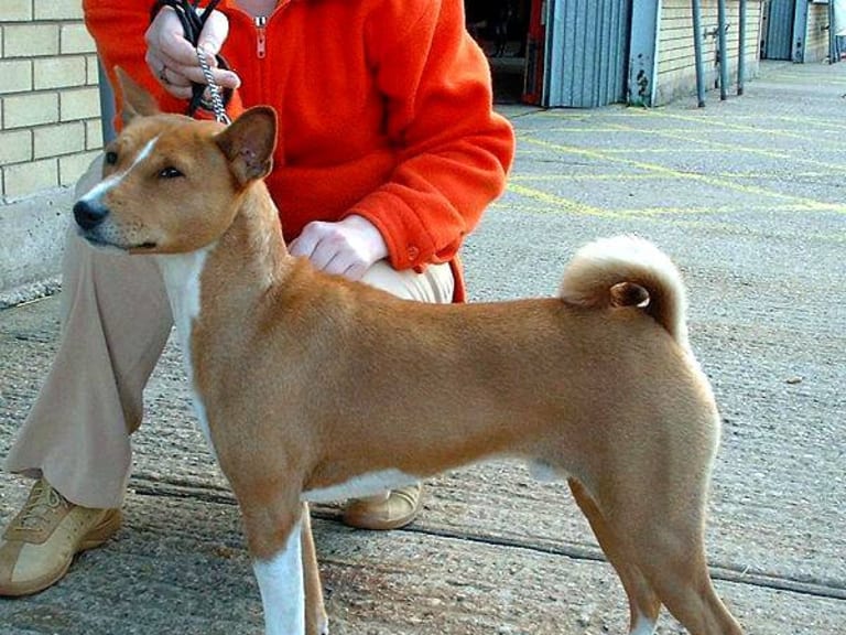 Basenji