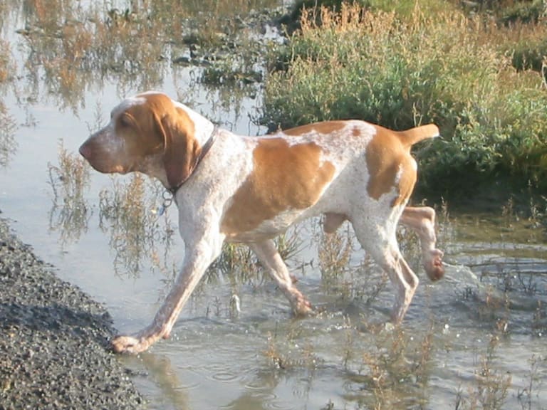 Bracco italiano