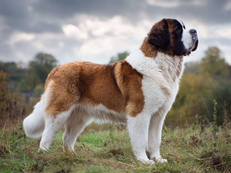 Sankt bernhardshund