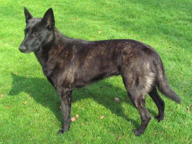 Hollandsk gjeterhund (Hollandse Herder)