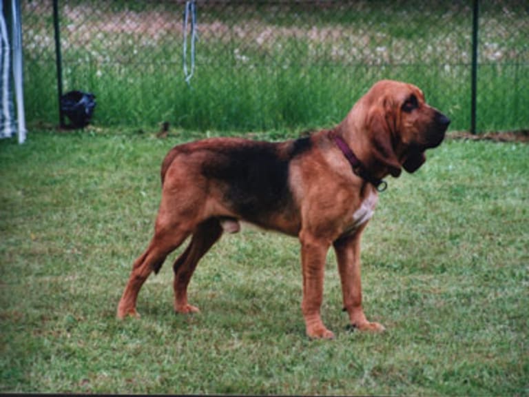 Blodhund