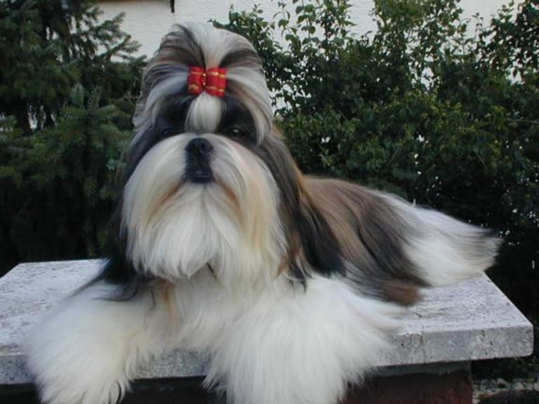 Shih tzu