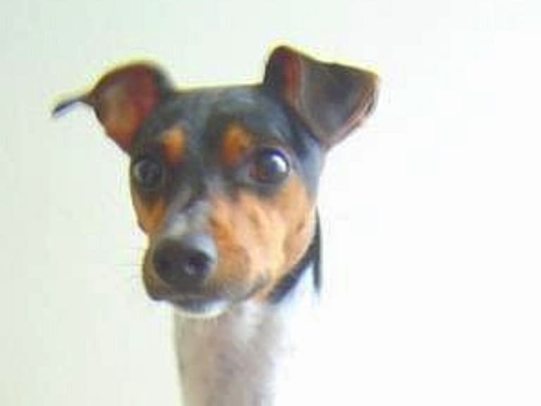 Terrier brasileiro
