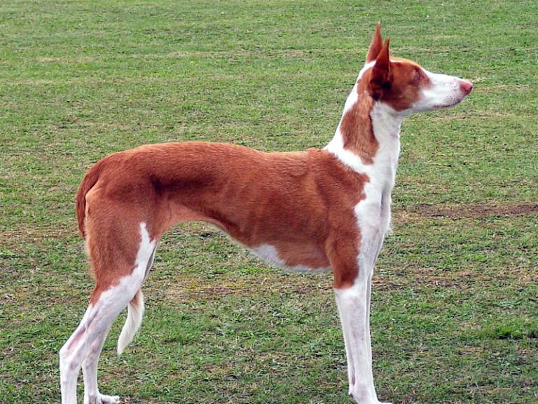 Ibiza-podenco