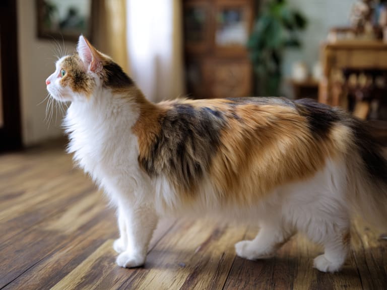 Japanese Bobtail (långhår)