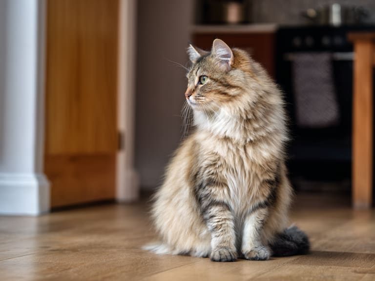 Manx