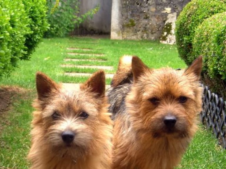 Norwich terrier