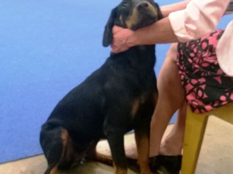Montenegrinsk fjellhund