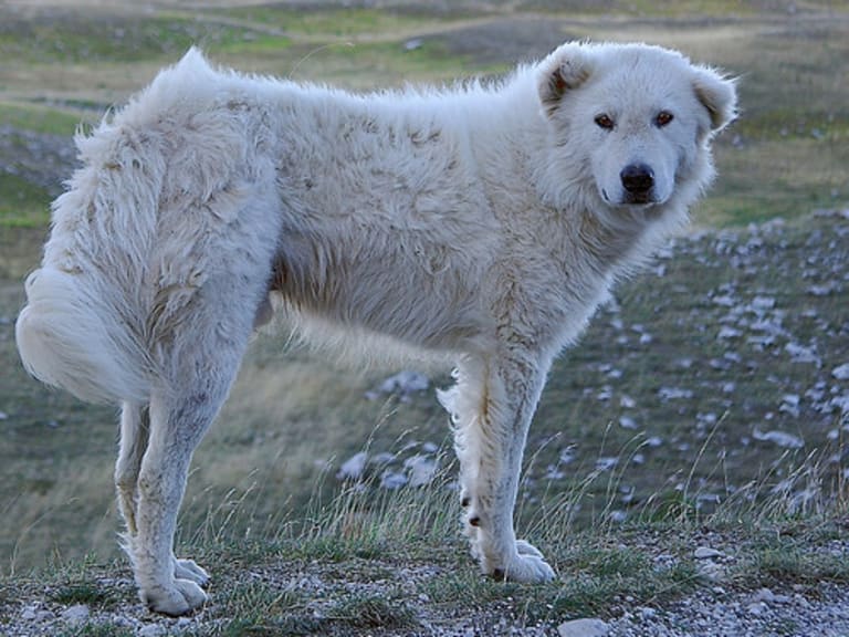 Maremmano-abruzzese