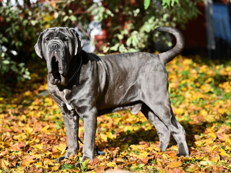 Mastino napoletano