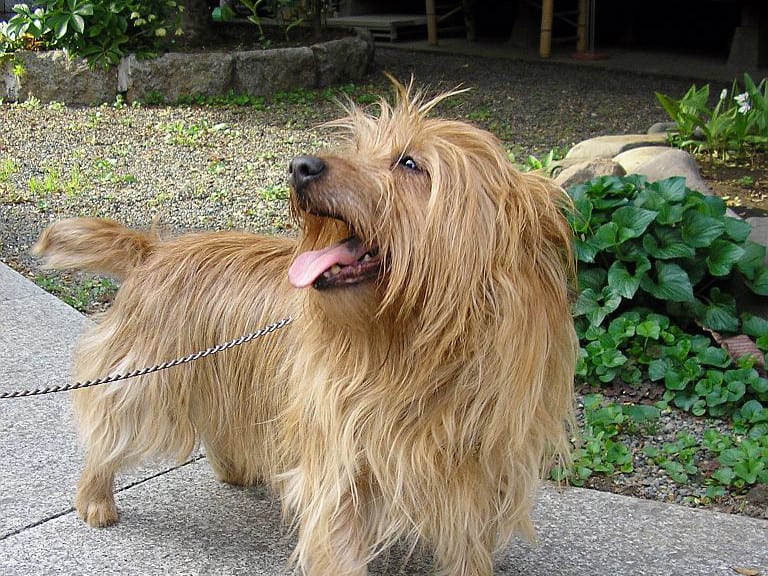 Australsk terrier