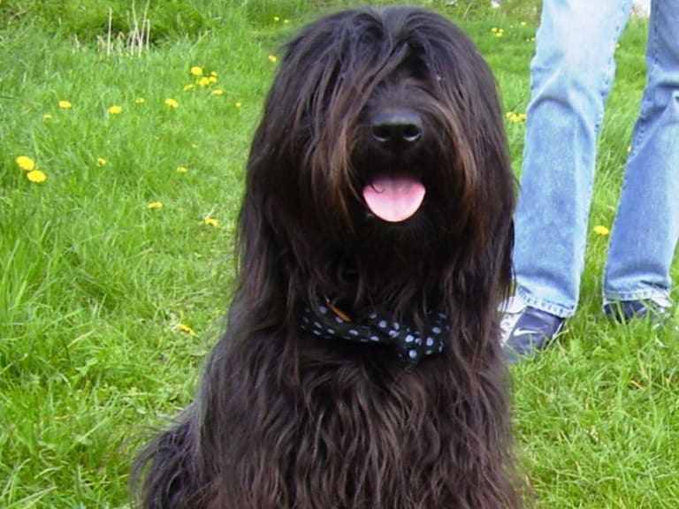 Catalansk gjeterhund (Gos d’atura català)