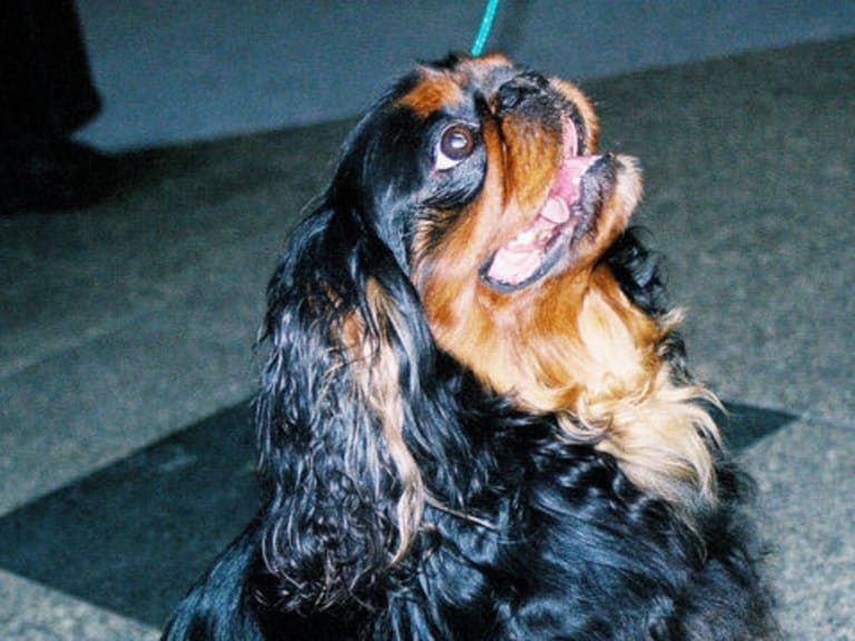 King charles spaniel