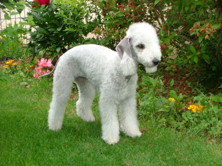 Bedlington terrier