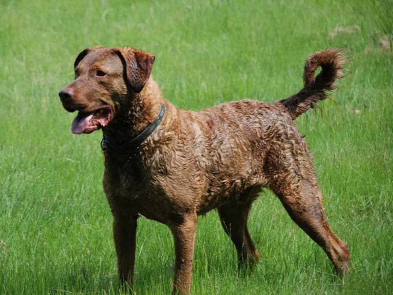 Chesapeake bay retriever