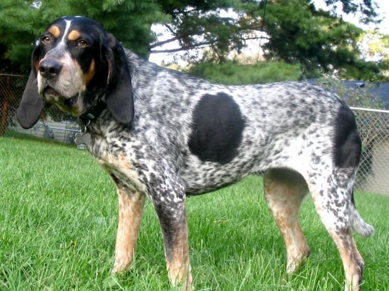 Bluetick coonhound