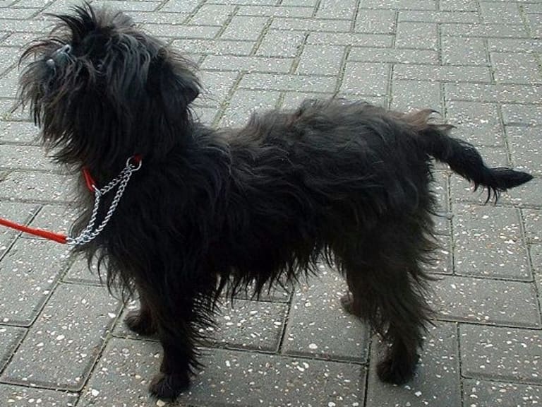 Affenpinscher