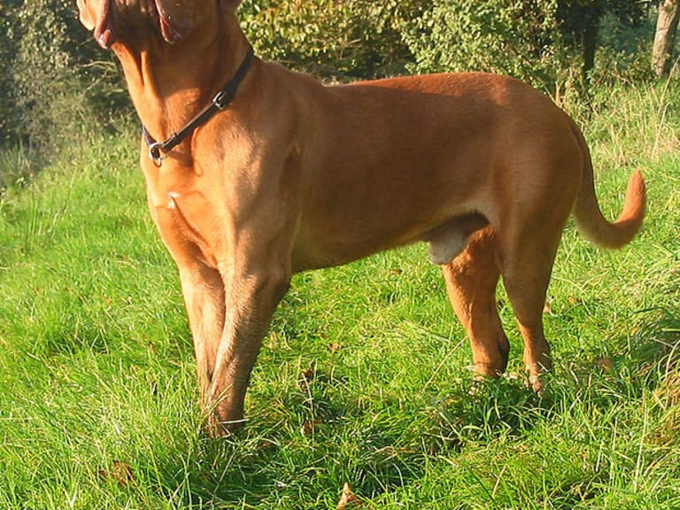 Dogue de bordeaux
