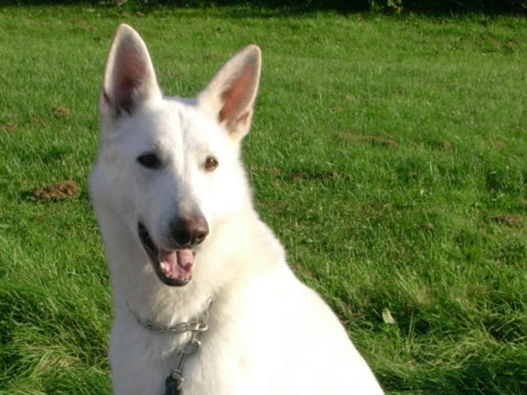 Hvit gjeterhund